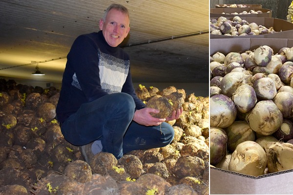 "Knolselderijmarkt dit seizoen erg moeizaam, koolraap op en tekort"