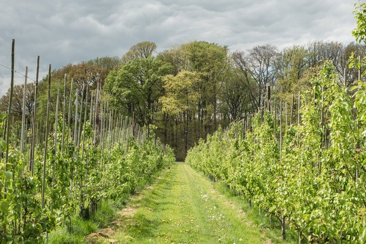 "Uitdagend biologisch appelseizoen, maar afzet komt inmiddels beter op gang"