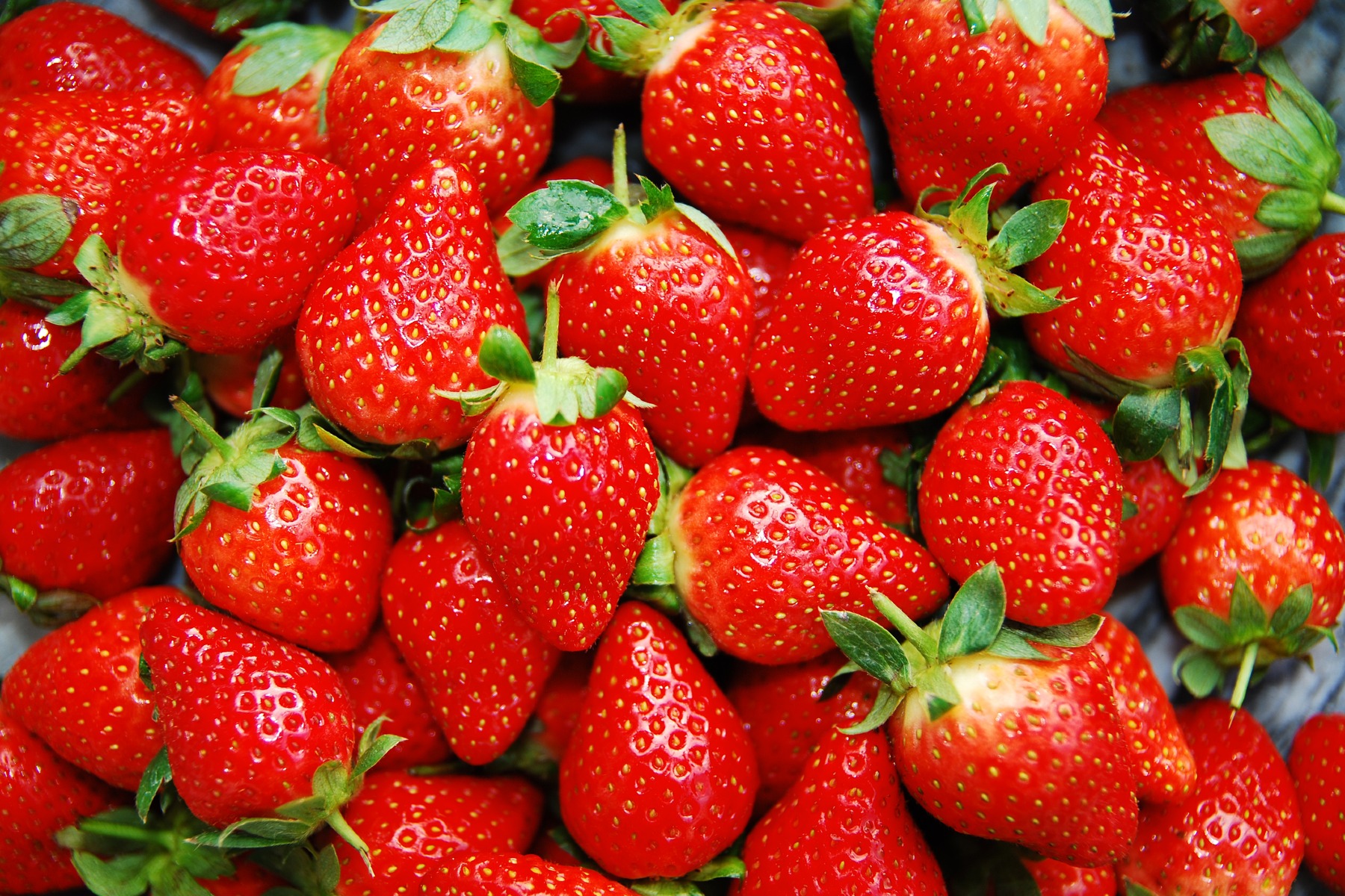India: Meghalaya introduces Japanese Tochiotome strawberries to boost horticulture