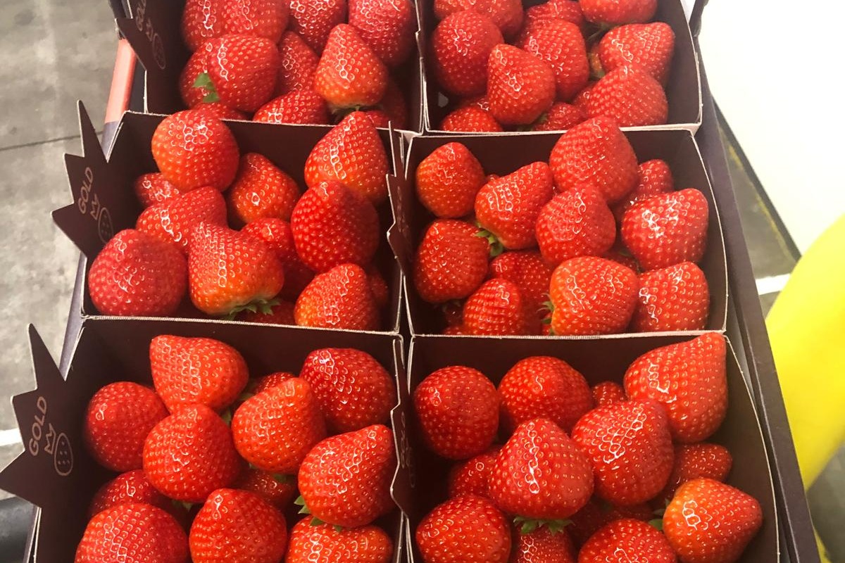 "Aardbeienmarkt volledig stilgevallen na prijsschommelingen"