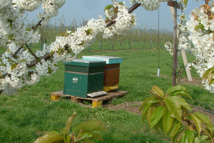 BBB wil duidelijkheid over economische impact van Aziatische hoornaar op landbouw