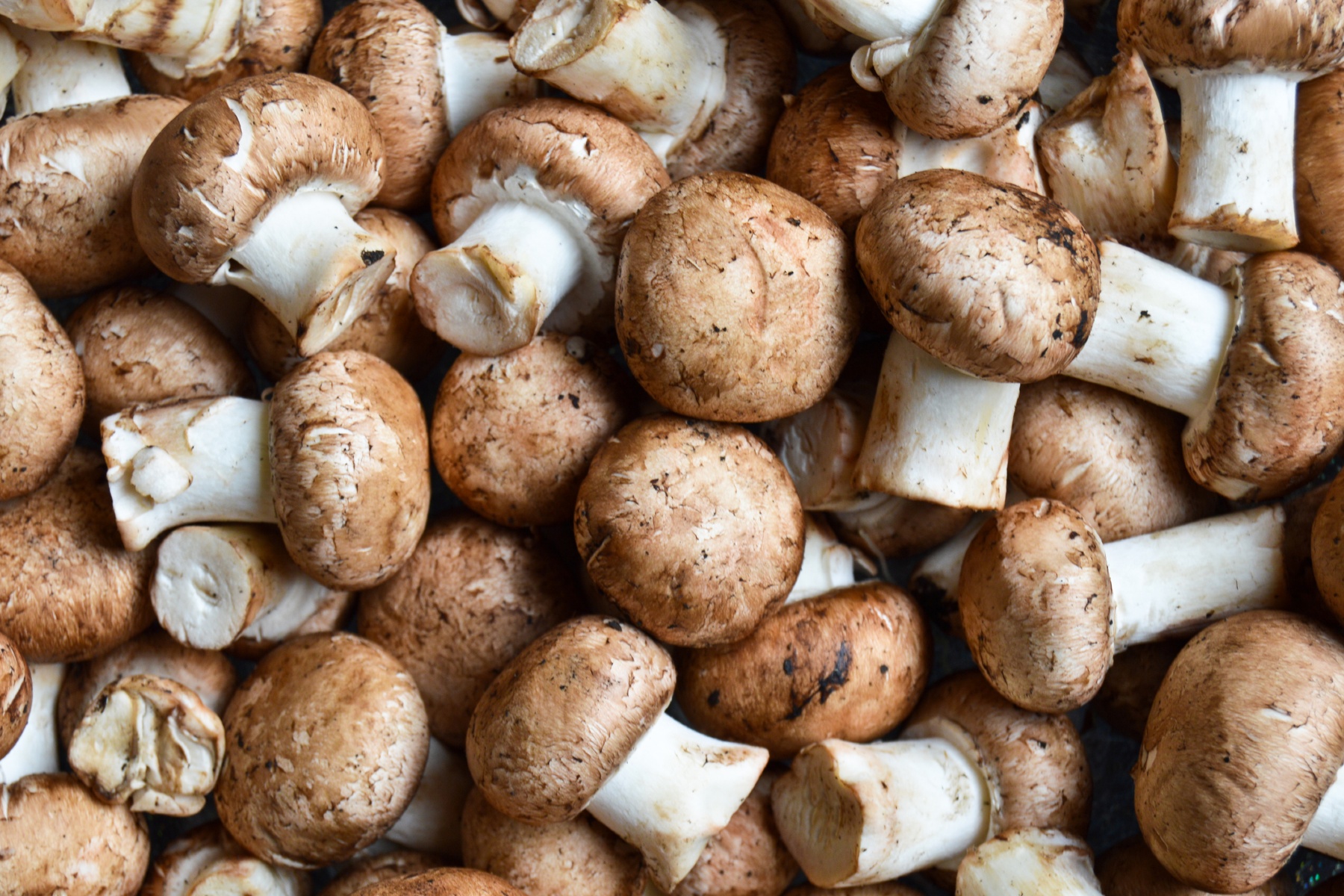 Waarom kastanjechampignons duurder zijn dan witte champignons