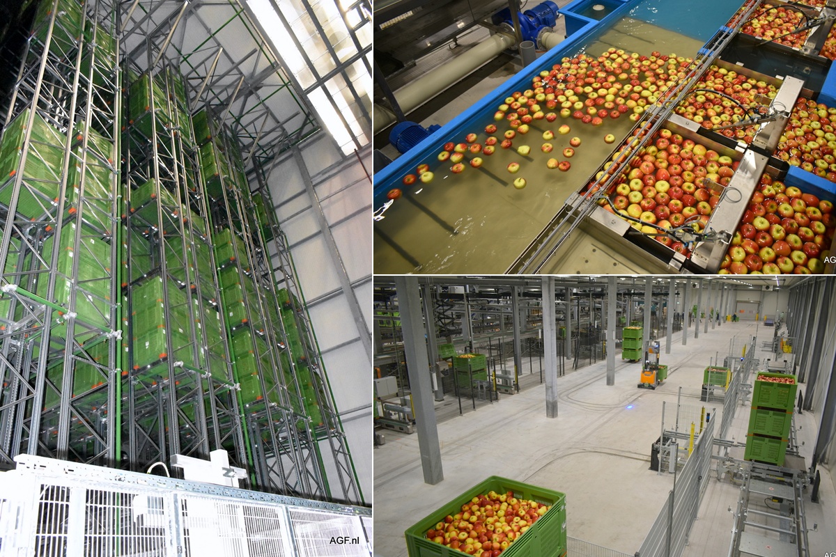 Fruitmasters Launches Smart Fruit Hub With Advanced Grading Packing