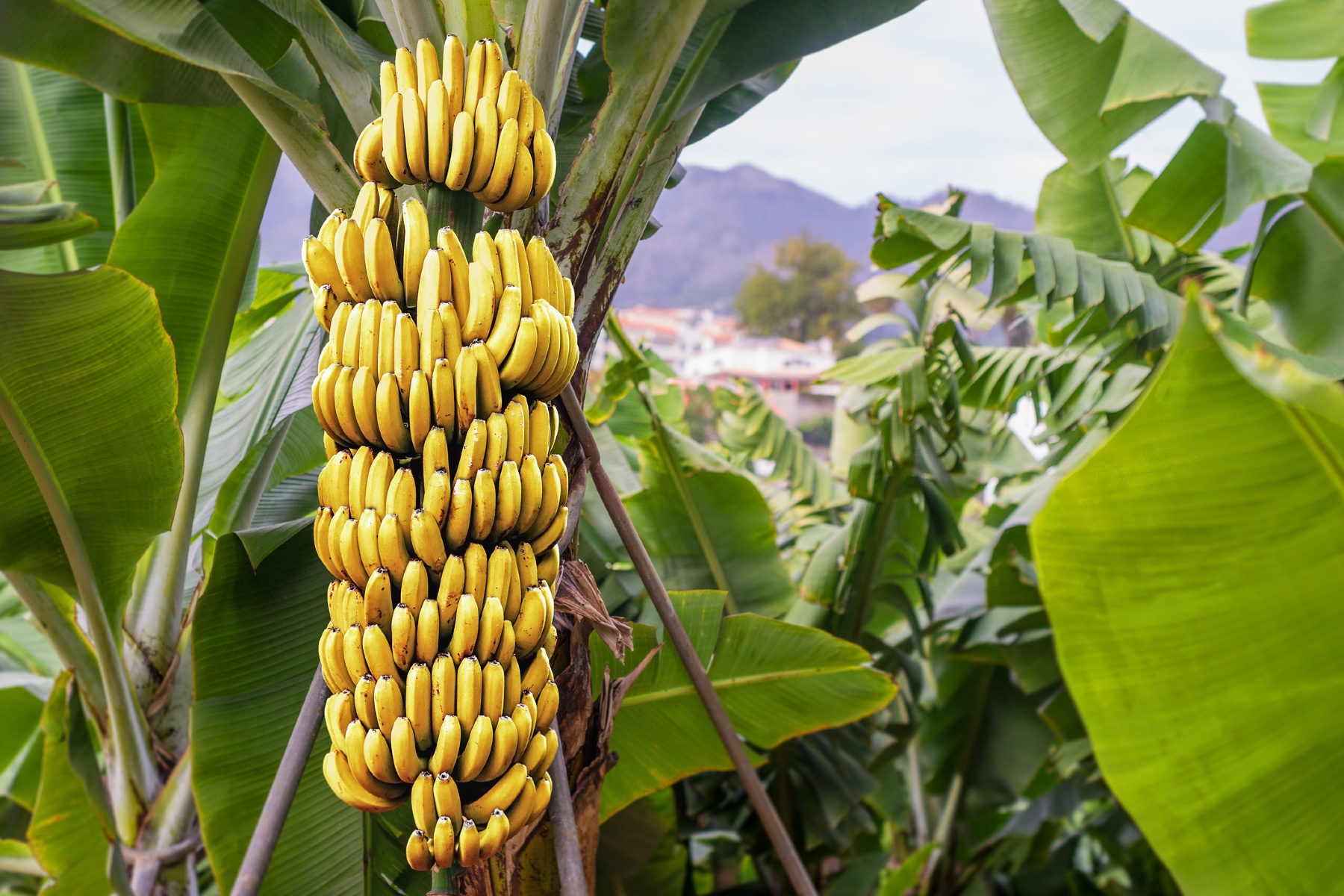 "Klimaatcrisis bedreigt bananenproductie in Latijns-Amerika"