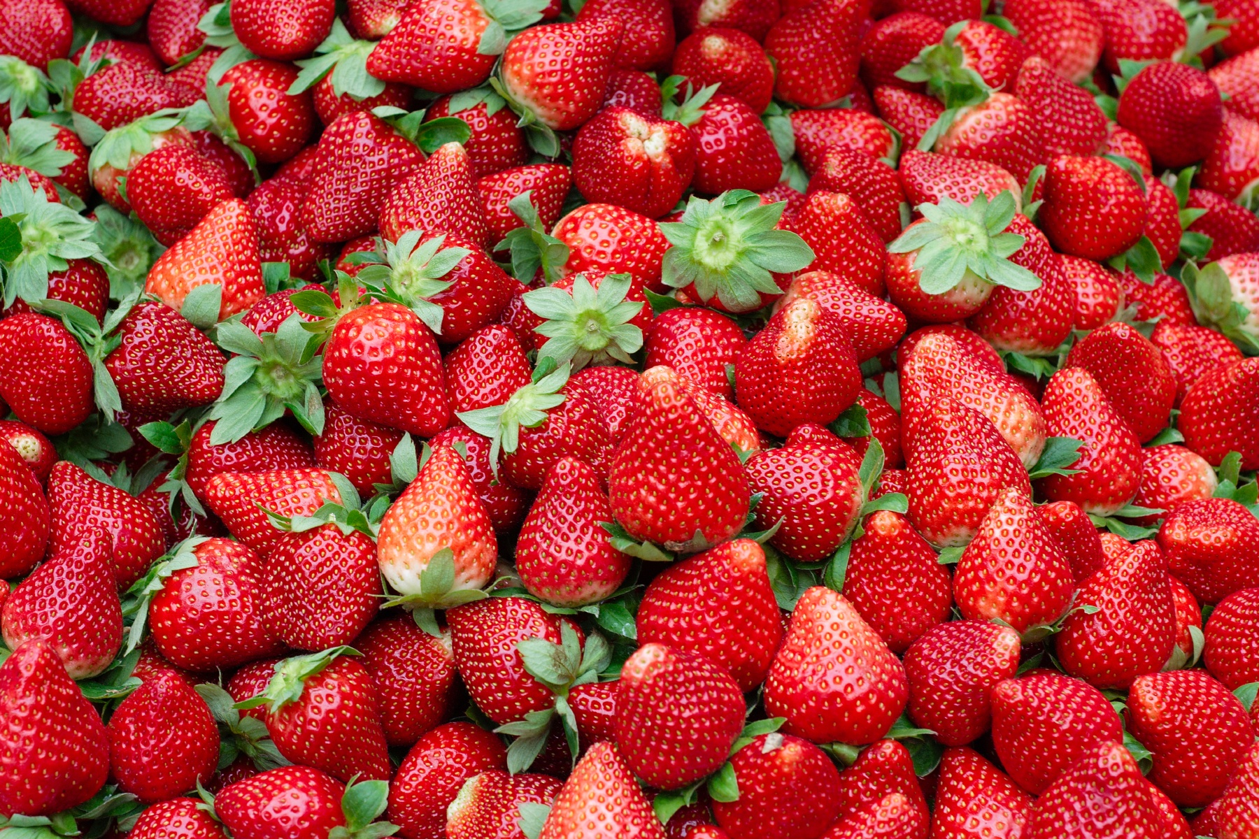 Biologische aardbeien in het Nederlandse schap bij Lidl