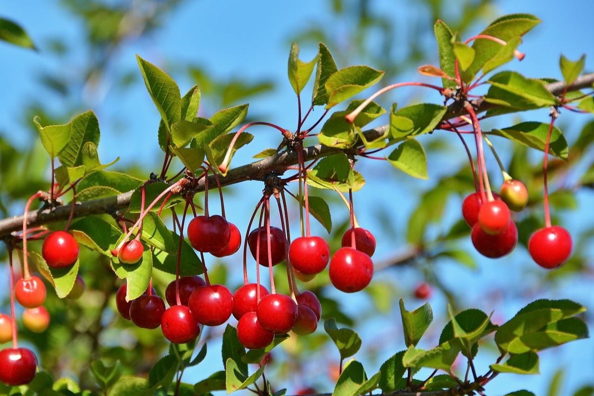 Kersentelers krijgen nog een seizoen vrijstelling voor Tracer