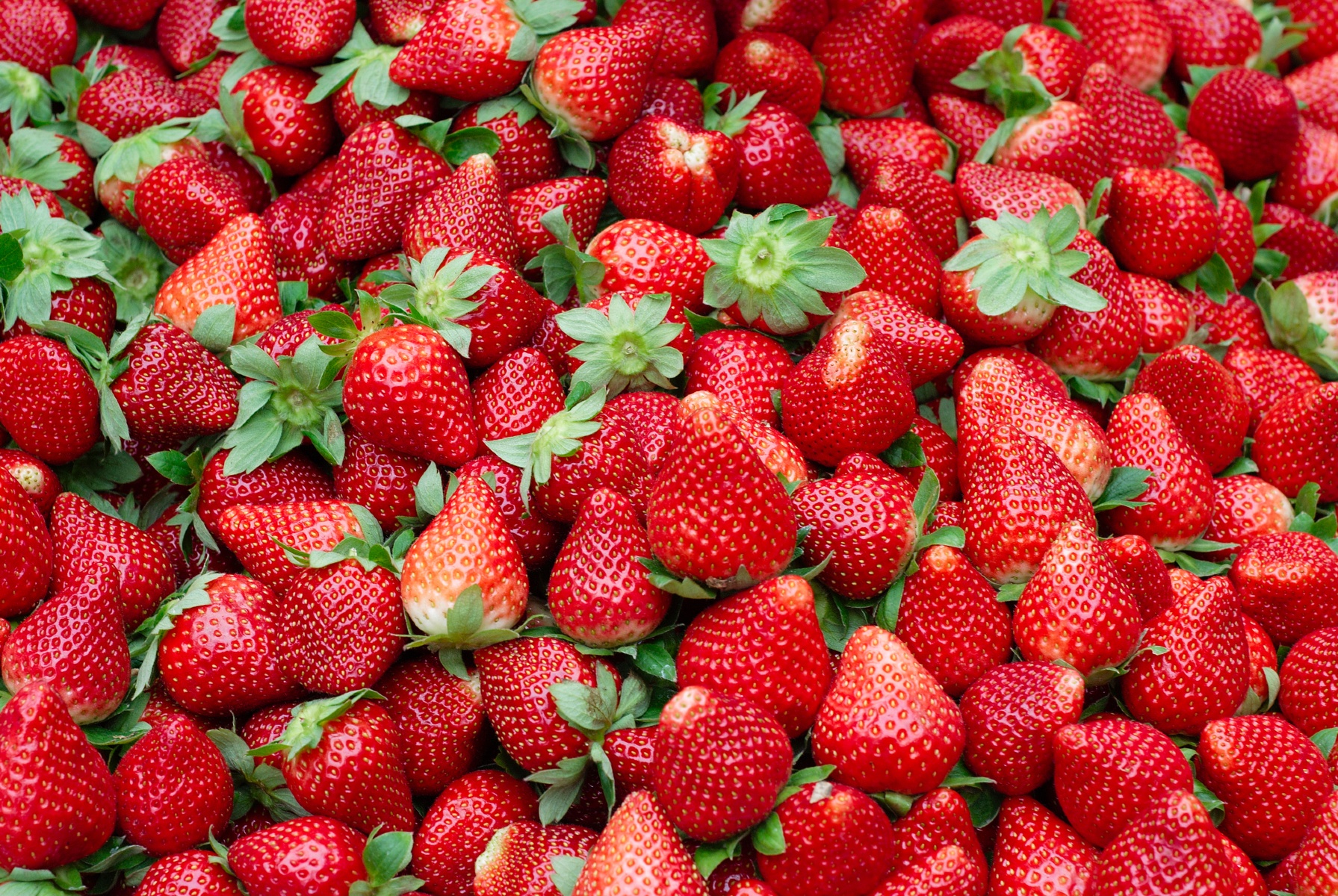 RASFF: Etaxazole in aardbeien uit Spanje