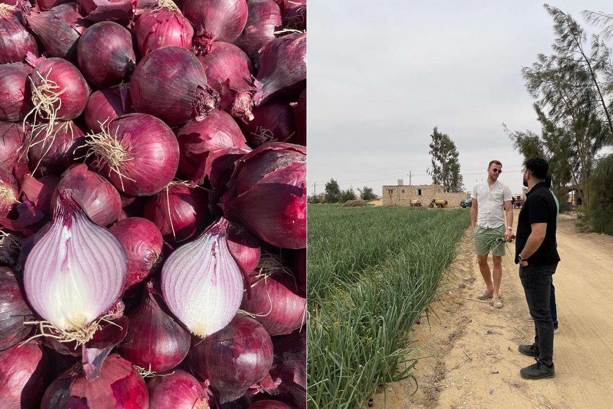 "We hebben een goede vraag gezien naar vroege Egyptische uien"