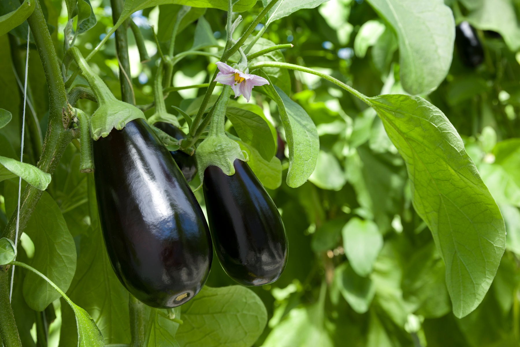 "Consumenten kopen miljoenen meer aubergines dan afgelopen jaren"
