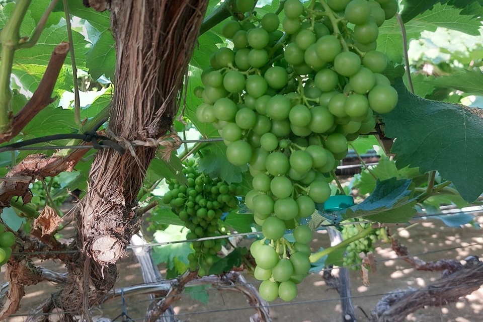 "Dikwijls gezegd dat we onze druiven misschien een andere naam moeten geven"