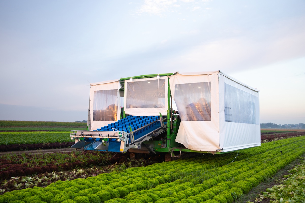 "De oplossing om vollegrondssla te kunnen blijven telen moet van de politiek komen"