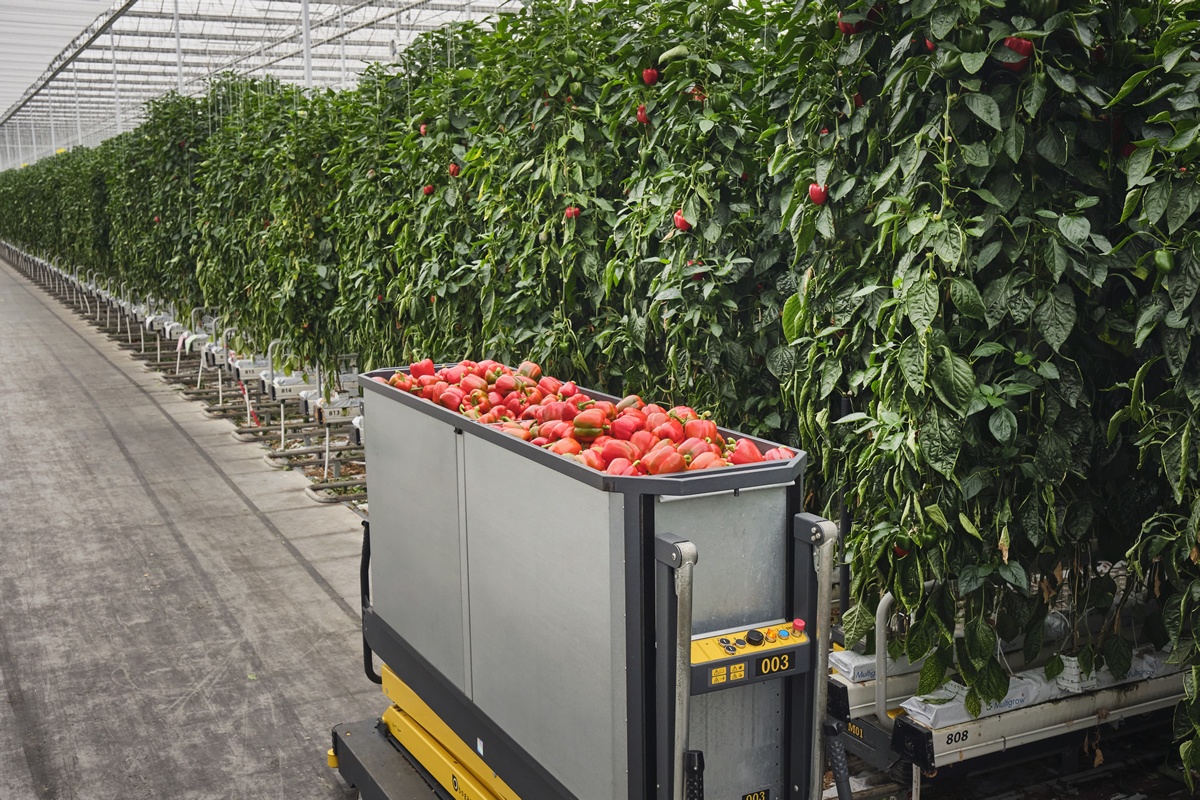 “Pepper season marked by high volumes and tight margins”