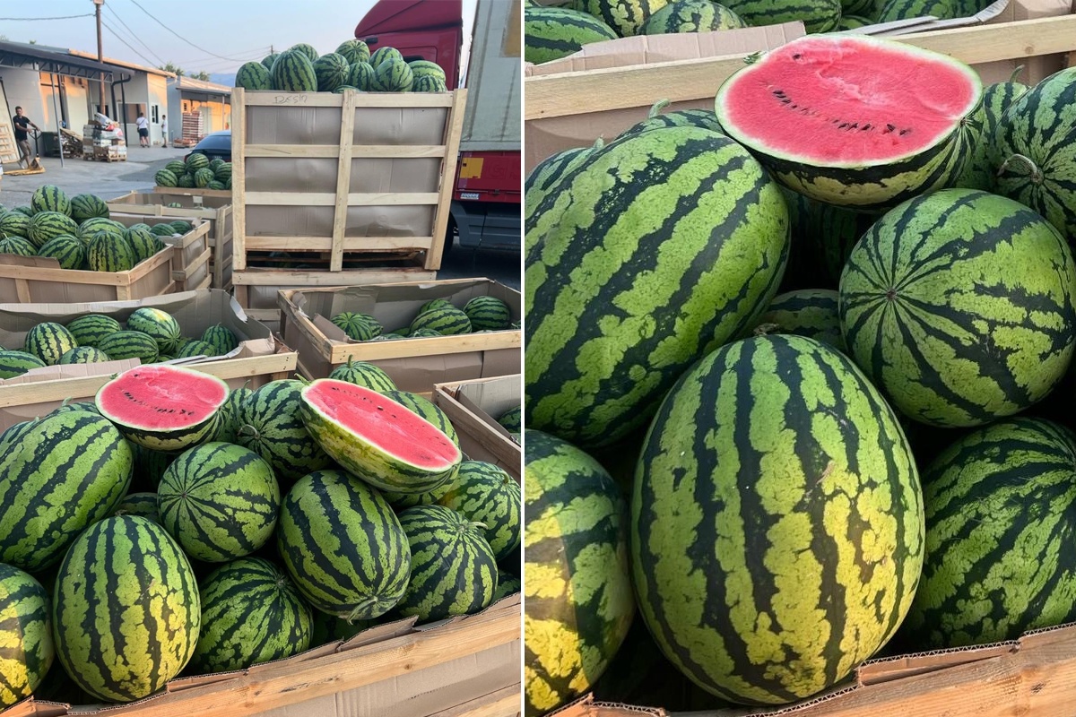 "Watermeloenen uit Albanië vallen in de smaak bij Nederlandse en Duitse klanten"