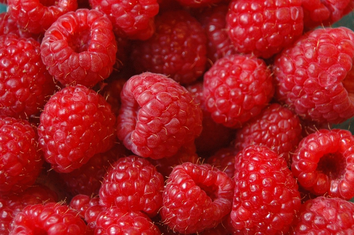 NL: Surplus of raspberries puts grower prices under significant pressure