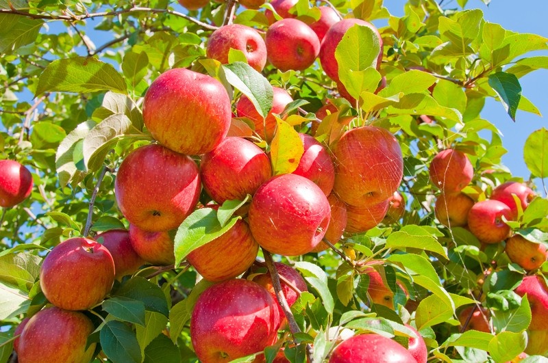 Wetenschappers ontwikkelen voedingsrijk appelpoeder uit reststromen