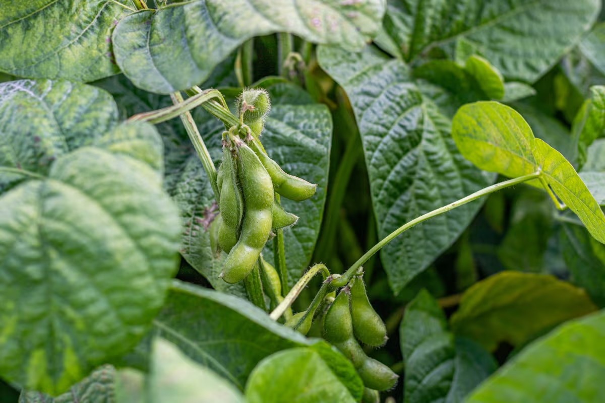 "Het doel is om jaarrond Belgische Edamame te gaan beleveren"