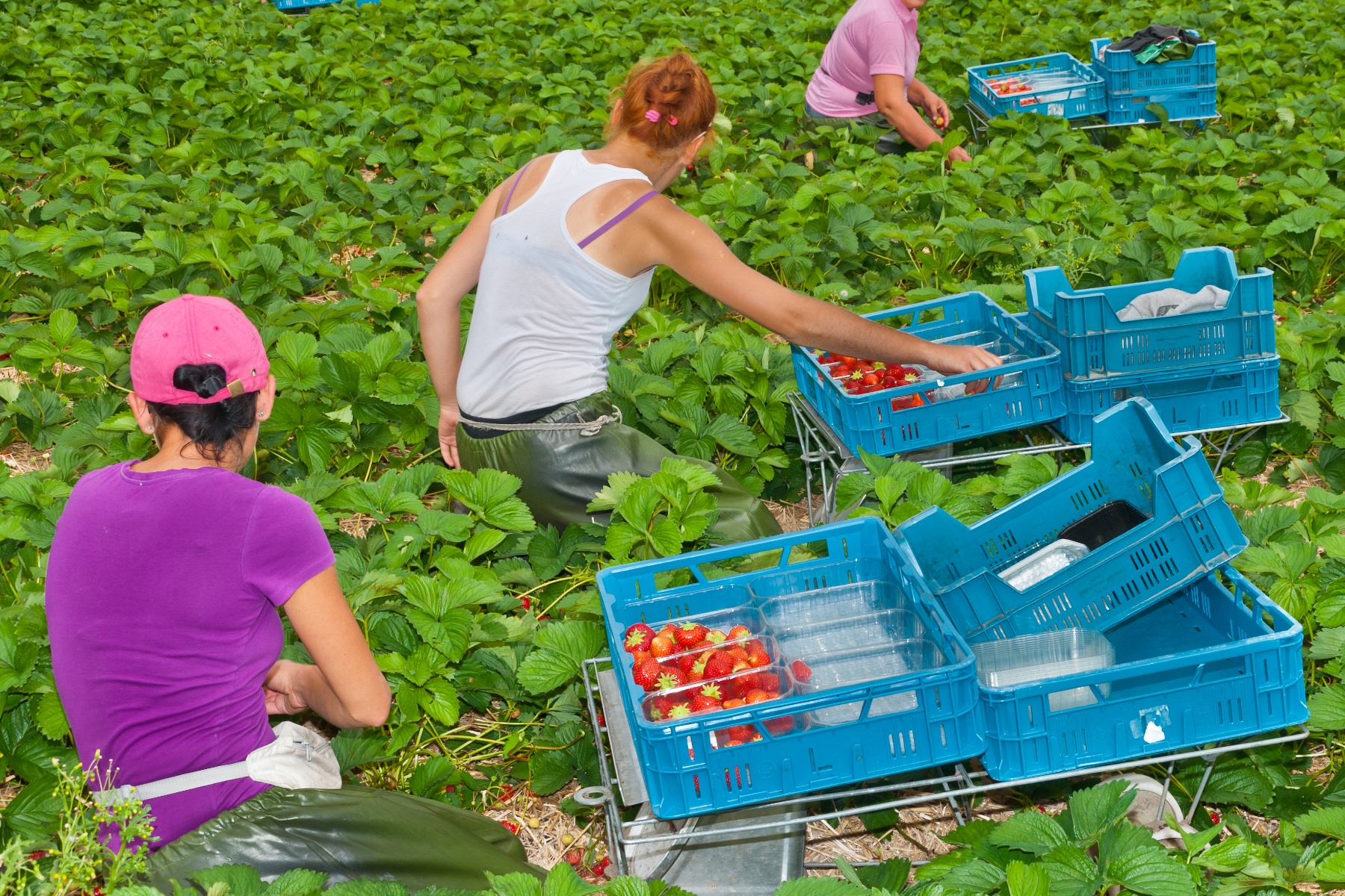 Bestuurders Uitzendplan en Green Group persoonlijk aansprakelijk voor bijna miljoen aan achterstallig loon