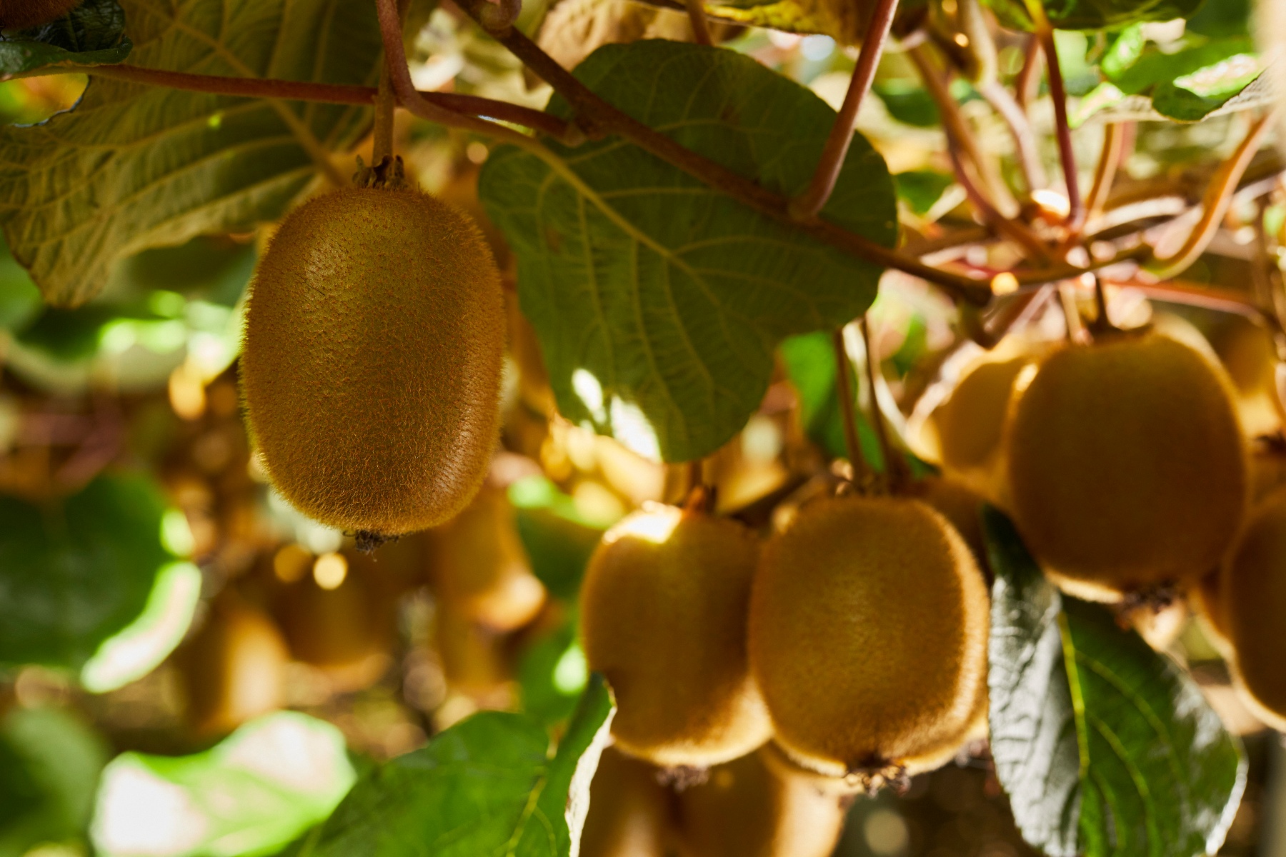 Zespri verwacht sterke groei voor noordelijk halfrond in 2025