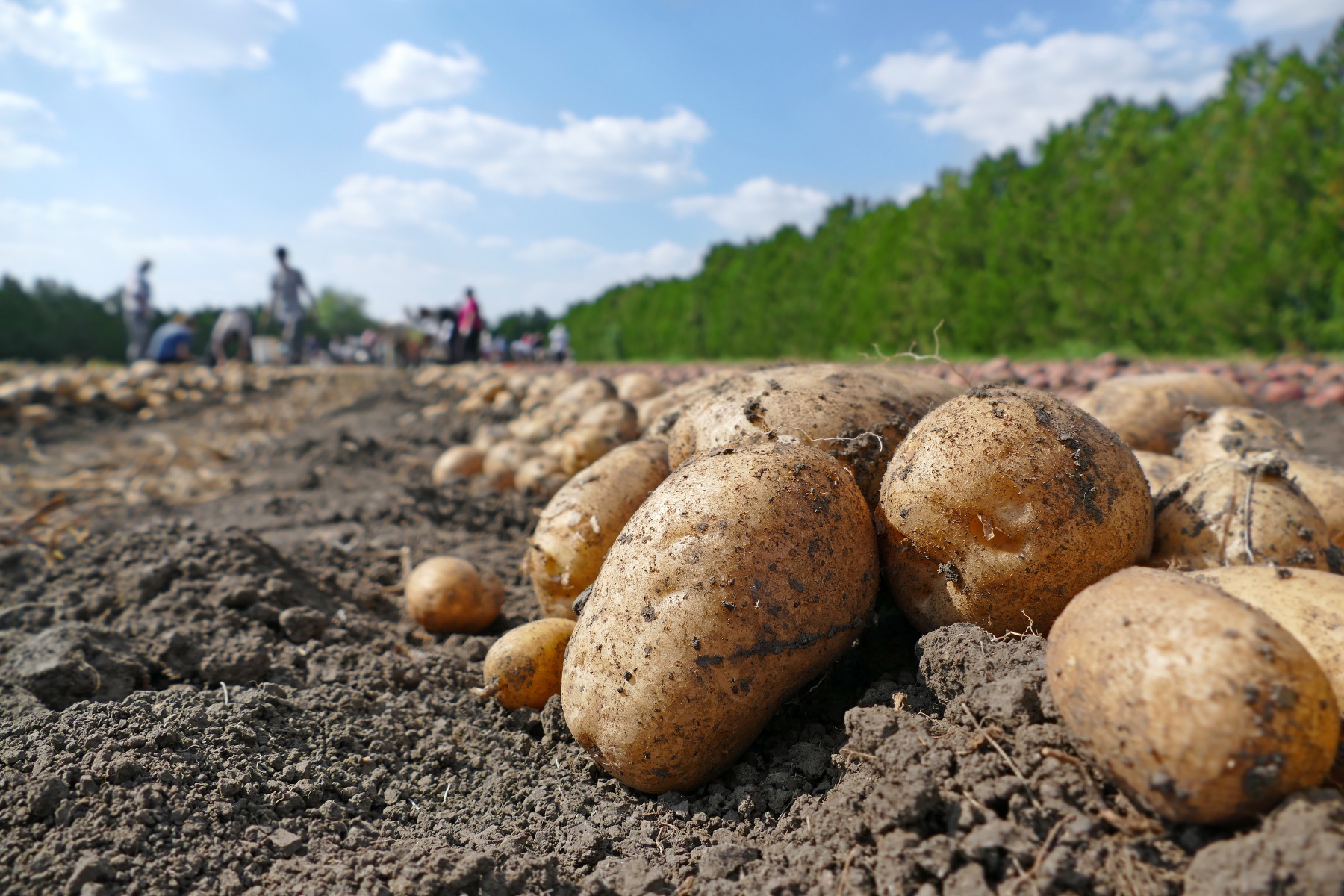 "Oogst aardappelen ook bij lage prijzen, om ziektes en plagen te voorkomen"