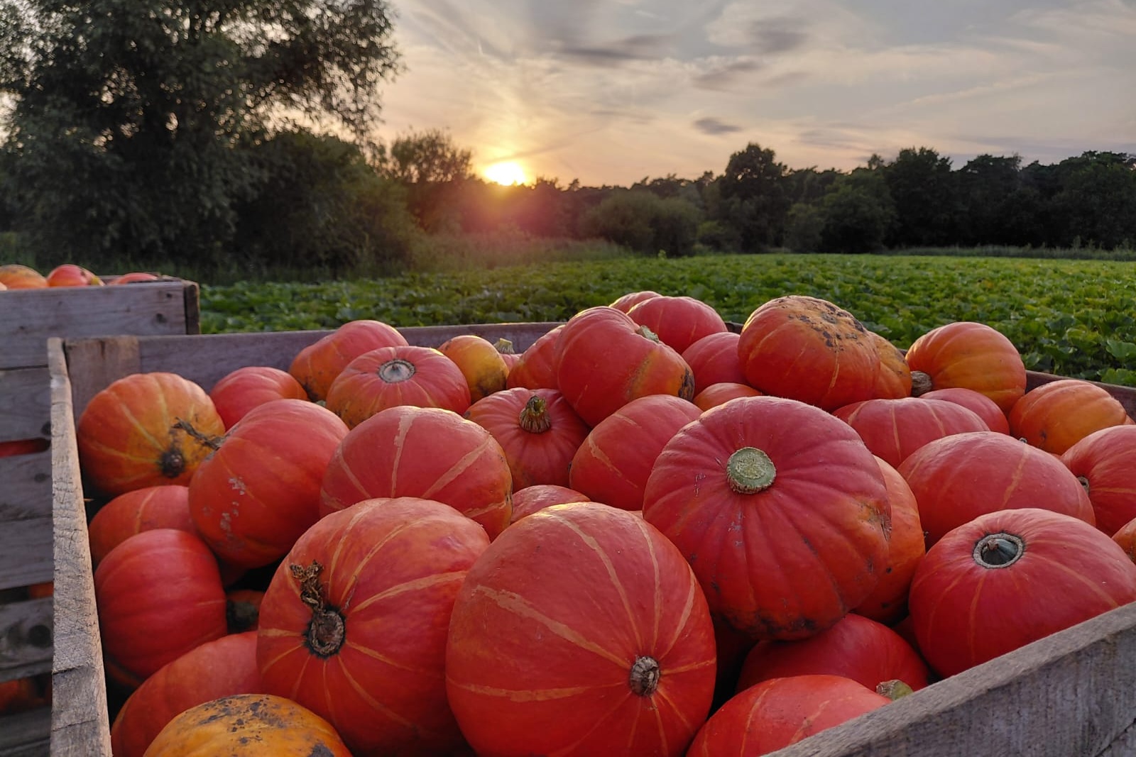 "Portugees aanbod mooi alternatief voor Zuid-Afrikaanse pompoenen door mogelijkheid kleinere volumes"