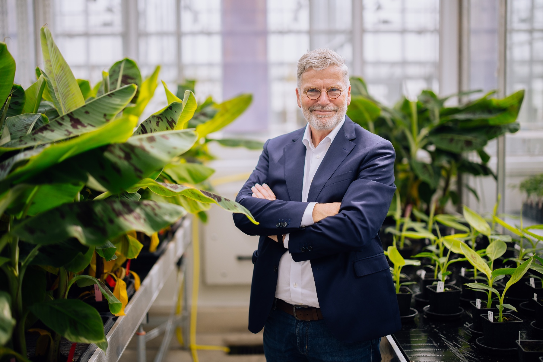 Yelloway bereikt doorbraak in ontwikkeling van ziekteresistente bananen met voltooiing van pan-genoom