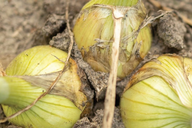 "Vanaf seizoen 2026 eerste regeneratief geteelde uien beschikbaar voor afnemers in binnen- en buitenland"