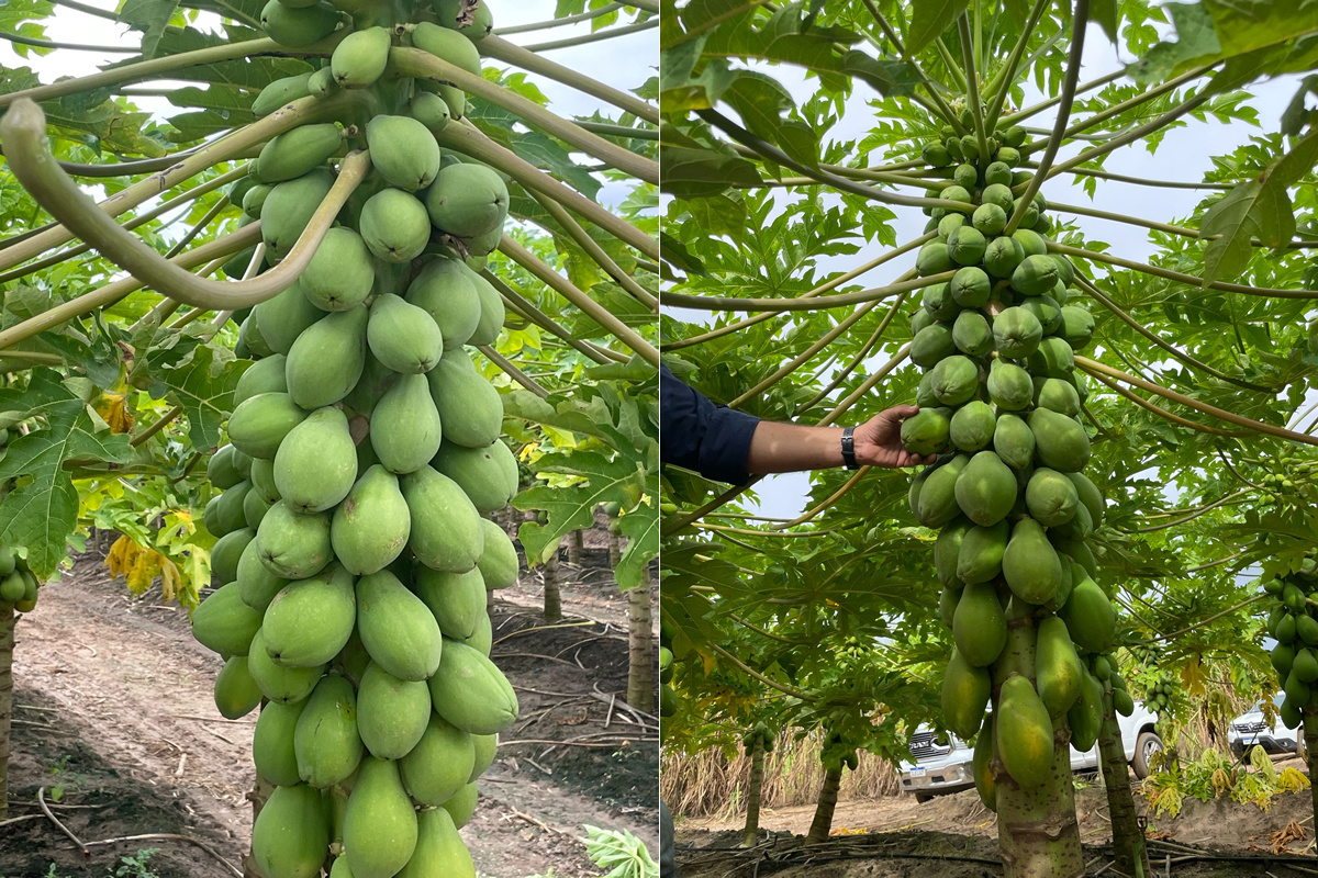 "Tot het eind van het jaar hebben we sowieso een tekort aan Golden papaya's"