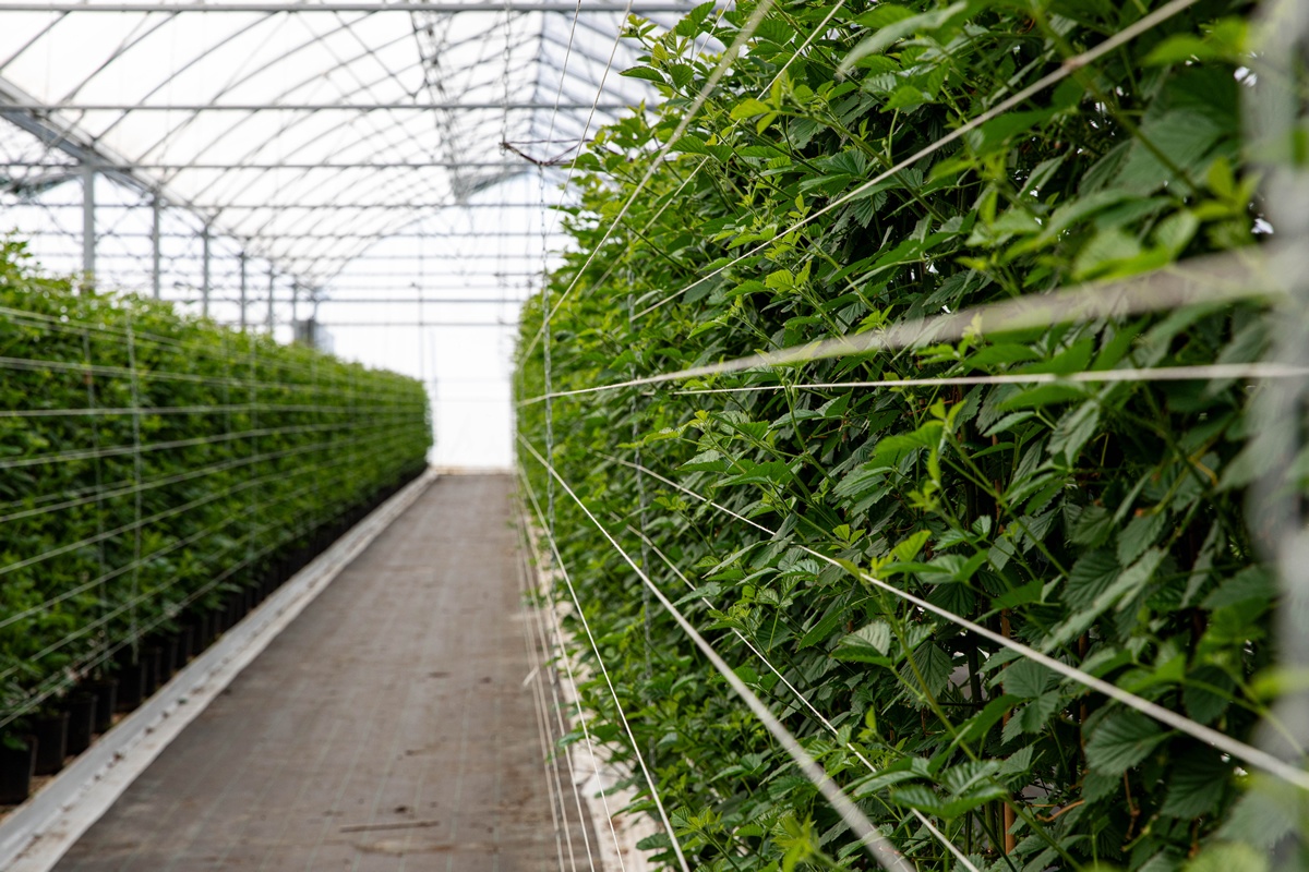 "We onderzoeken hoe we ook over vijf en tien jaar zachtfruit van topkwaliteit kunnen telen"