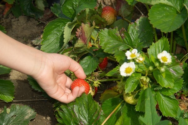 Flexi-jobs mogelijk uitgebreid naar Belgische land- en tuinbouw