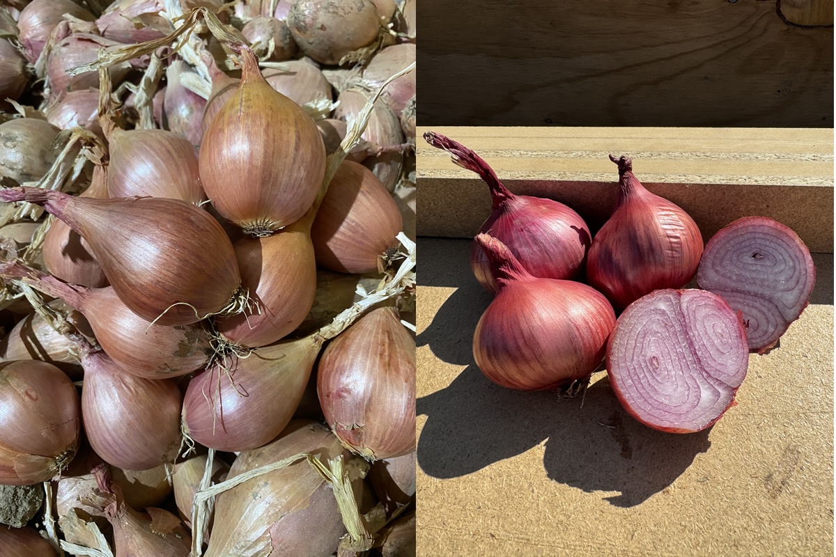 Demi-long en ronde sjalotrassen blijven populair bij Europese telers