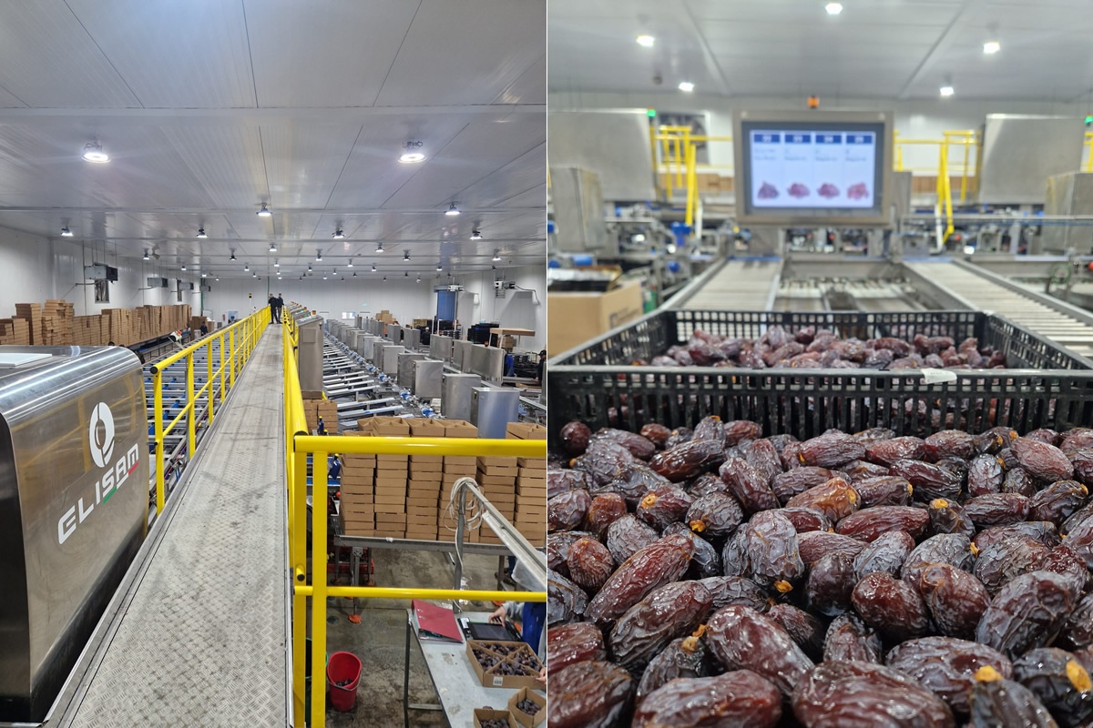 "Medjool dadels als ijsbonbons in trek voor de feestdagen"