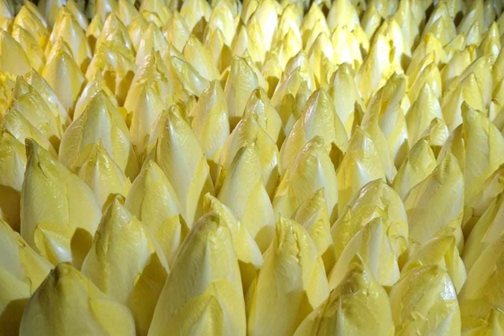 "Situatie onhoudbaar: Sommige witloftelers hebben jaar lang aan helft van kostprijs gewerkt"