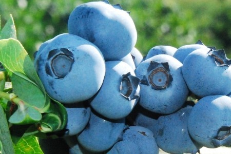 Stel start eigen biologische bessenteelt in Drenthe