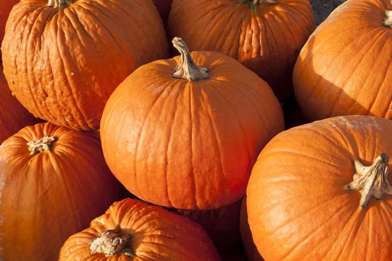 Weer reddingsactie voor overschotten pompoenen