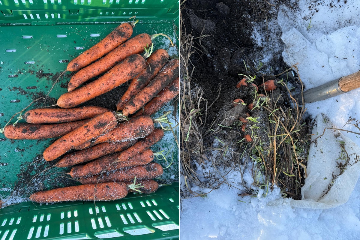 “Voorraden peen zijn niet zo groot als vorig jaar, maar exportvraag bepaalt hoe de markt zich gaat o
