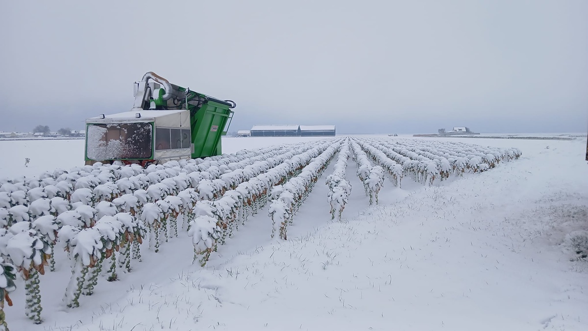 "De grote vraag is welke schade de vorst heeft aangericht aan de spruiten"