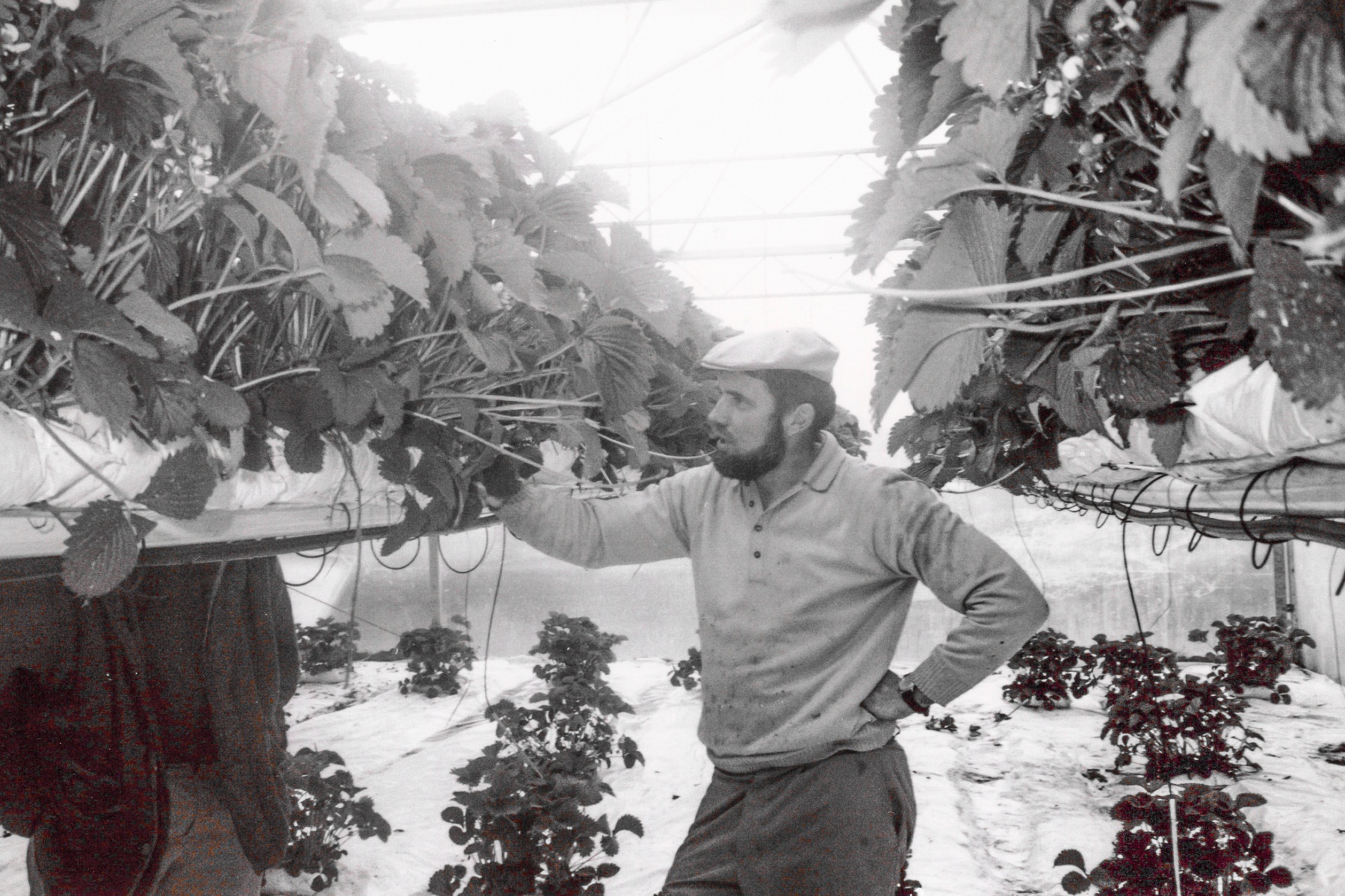 Uit de oude doos: Belgische Fruitveiling St. Truiden stapt gestaag over op aardbeien van subtraatteelt