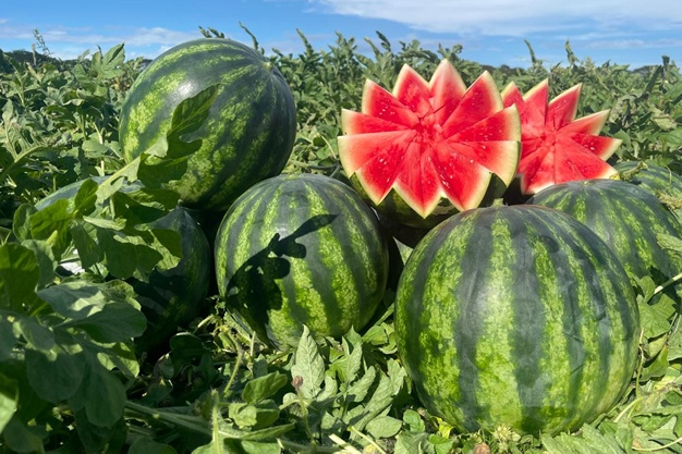 "Na twee seizoenen met late regenval dit jaar goede vooruitzichten voor de Costa Ricaanse meloenen"