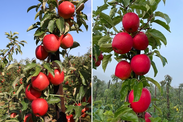 "Prijs goede peren trekt aan, appelmarkt nog lastig in beweging te krijgen"