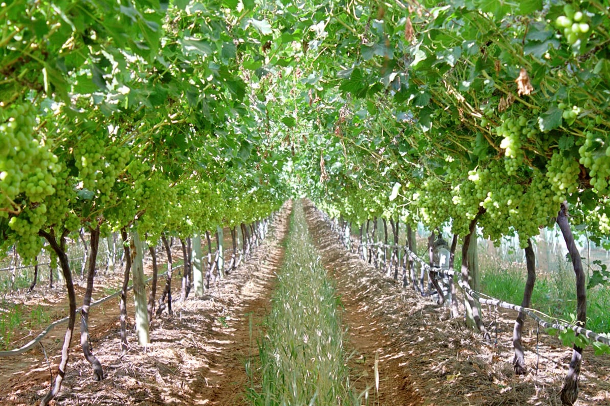 "Opvallend goede vraag naar losse druiven"