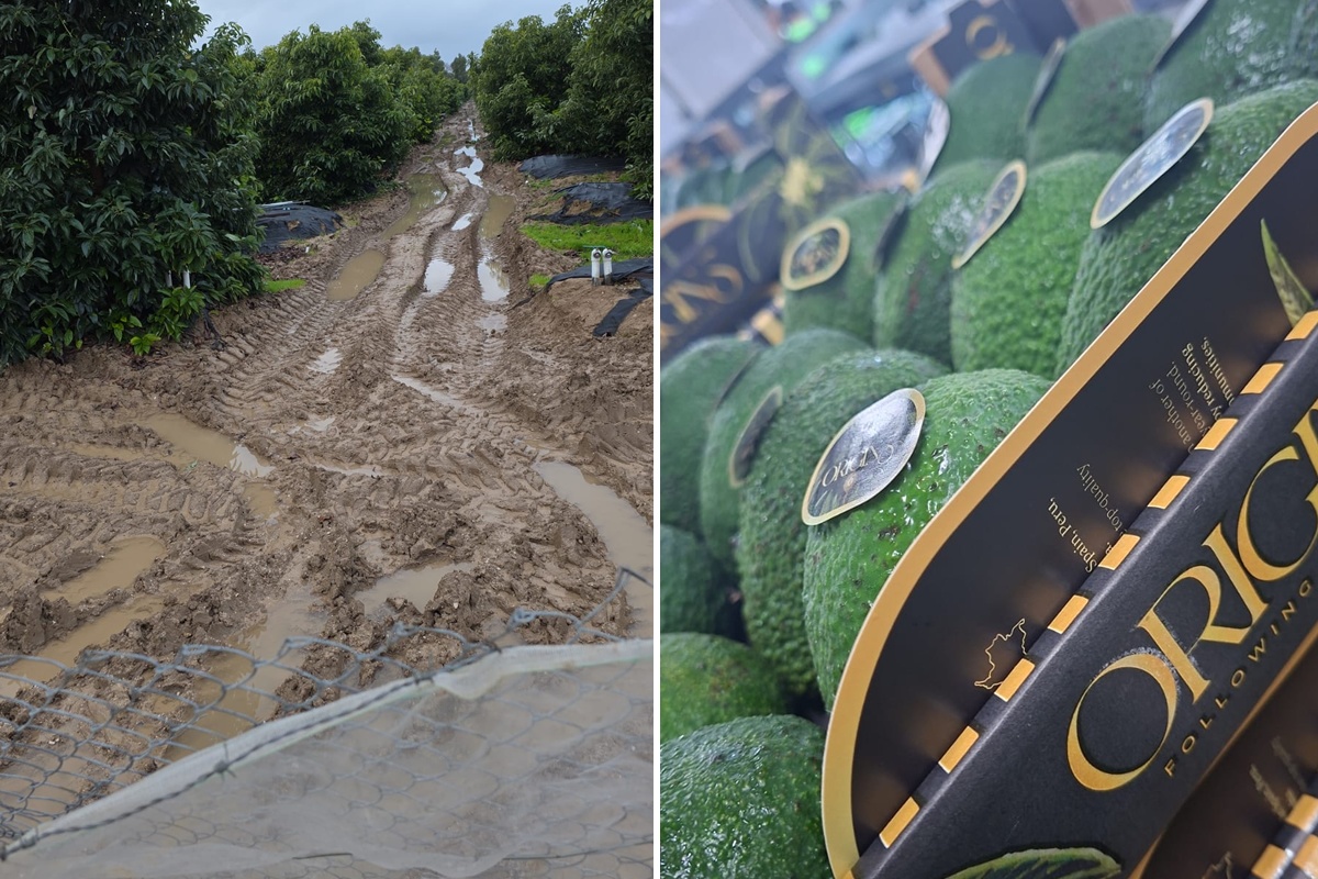 "Torenhoge vraag van retail naar Spaanse avocado's door regenval"