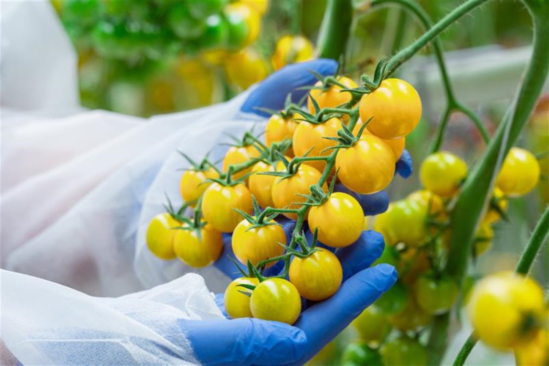 Tentadero en Summer Soul onderscheiden met Superior Taste Awards