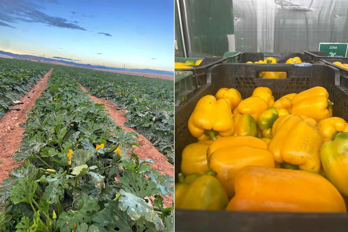 "Meer vroege watermeloenen in Almeria verwacht na ruiming paprikateelt"