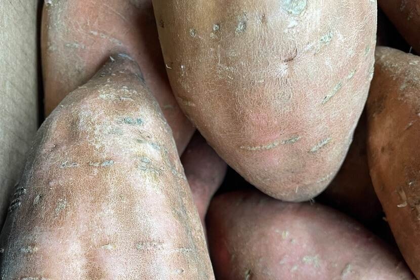 Extra bemonstering bij import zoete aardappelen op Meloidogyne enterolobii