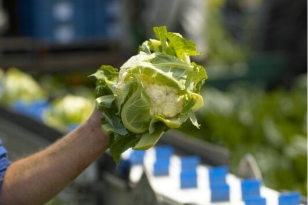 RASFF: MRL-overschrijding in bloemkool uit België