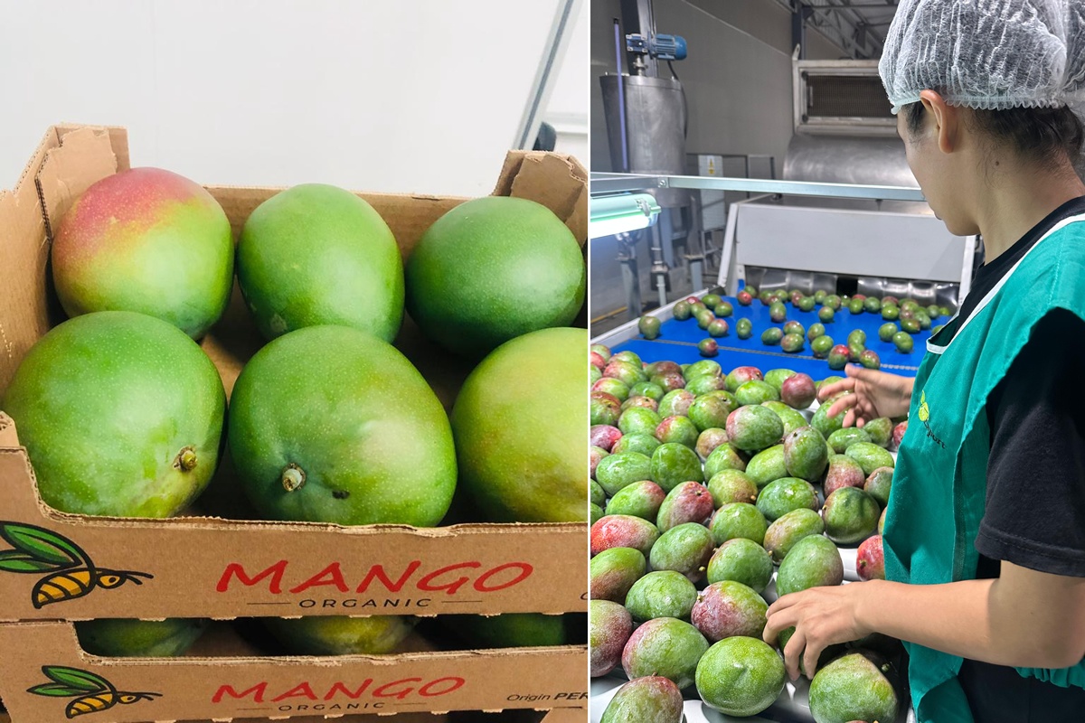 "Prijzen bio-mango's stuk hoger dan vorig jaar"
