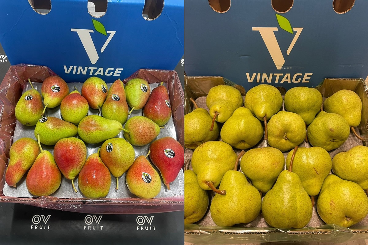"Zuid-Afrikaanse peren arriveren op gebalanceerde markt"