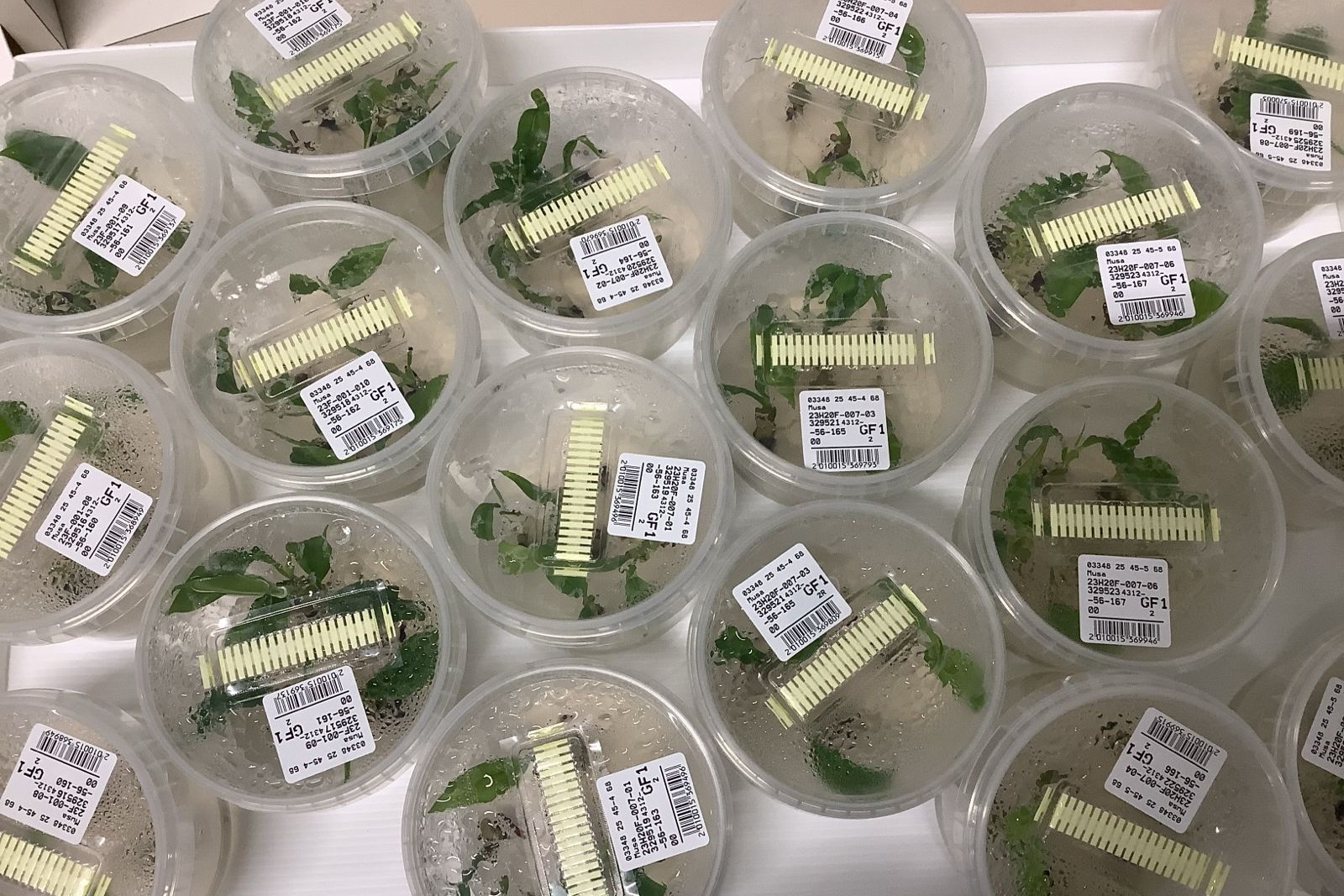 Volgende stap voor 'banaan van de toekomst' met veldproeven in Filipijnen en Indonesië