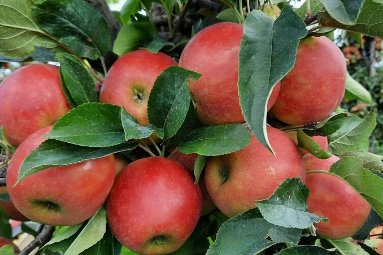 "Appels blijven gezond: feiten boven framing"