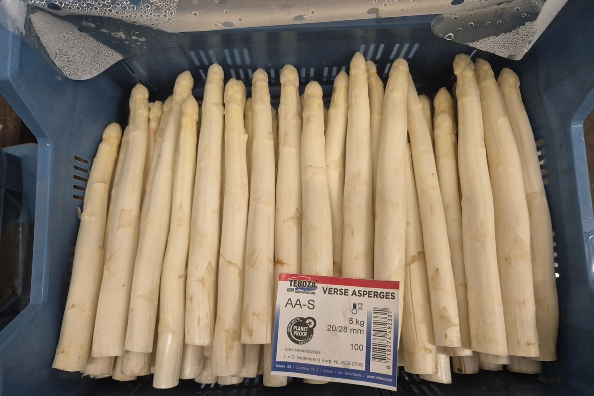 Verkoop eerste Hollandse asperges van start bij Teboza